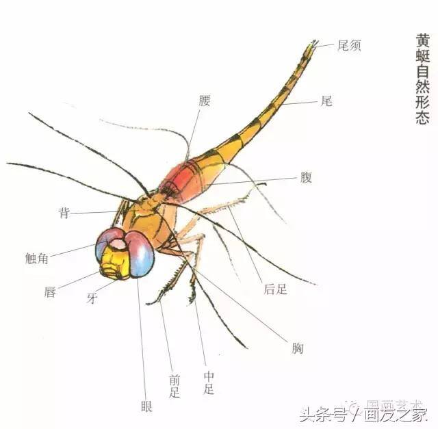 画蜻蜓又简单又漂亮（蜻蜓工笔画法步骤）