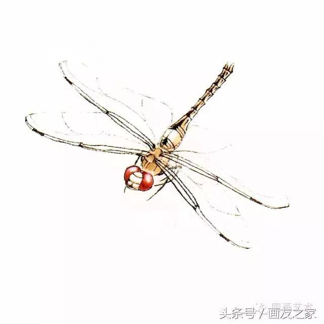 画蜻蜓又简单又漂亮（蜻蜓工笔画法步骤）