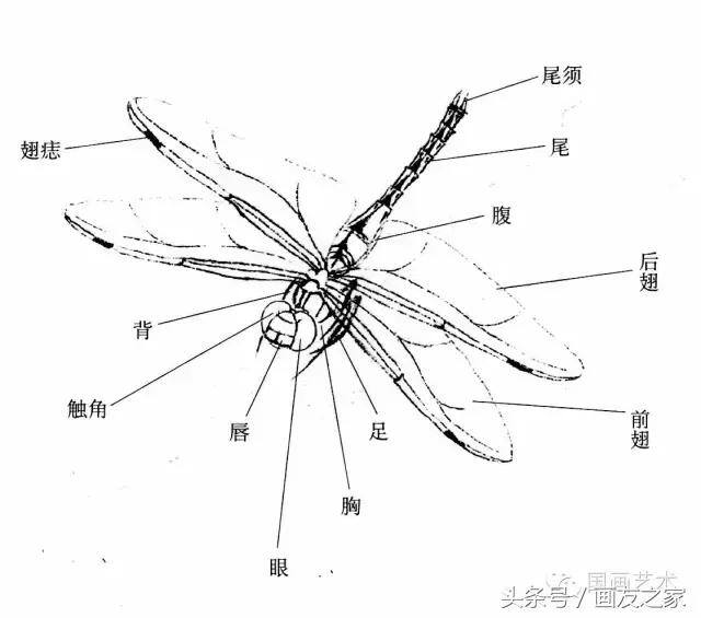 画蜻蜓又简单又漂亮（蜻蜓工笔画法步骤）