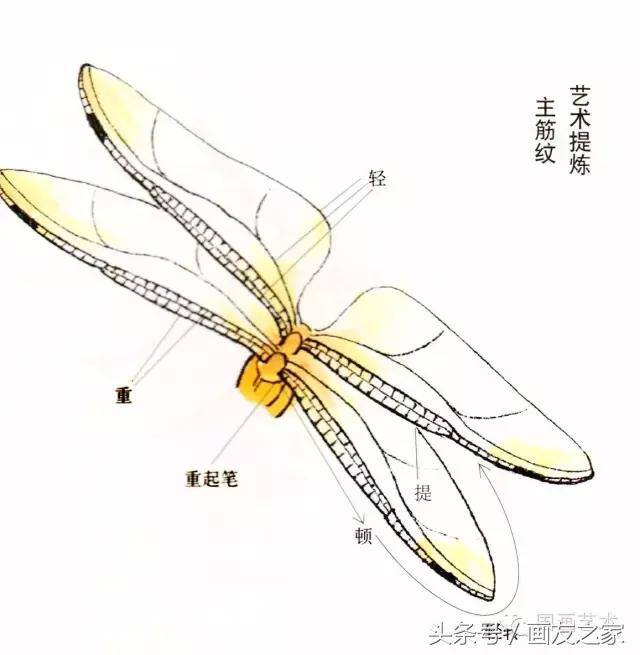 画蜻蜓又简单又漂亮（蜻蜓工笔画法步骤）