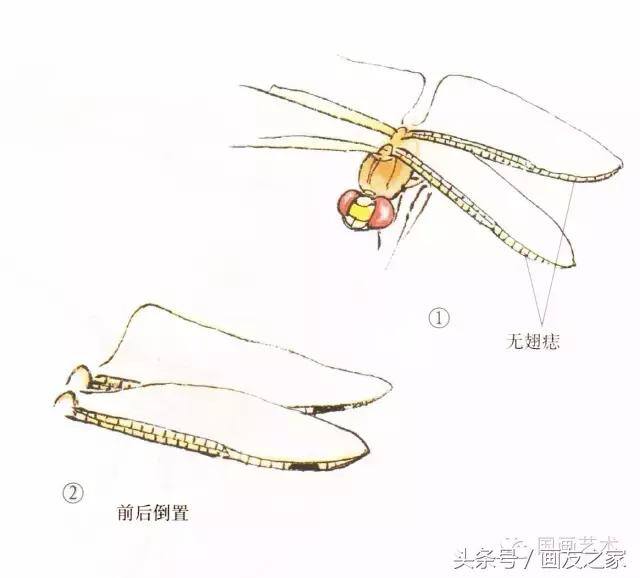 画蜻蜓又简单又漂亮（蜻蜓工笔画法步骤）