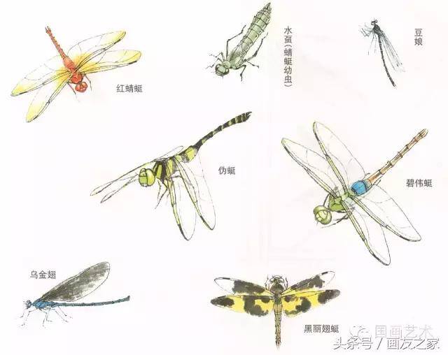画蜻蜓又简单又漂亮（蜻蜓工笔画法步骤）