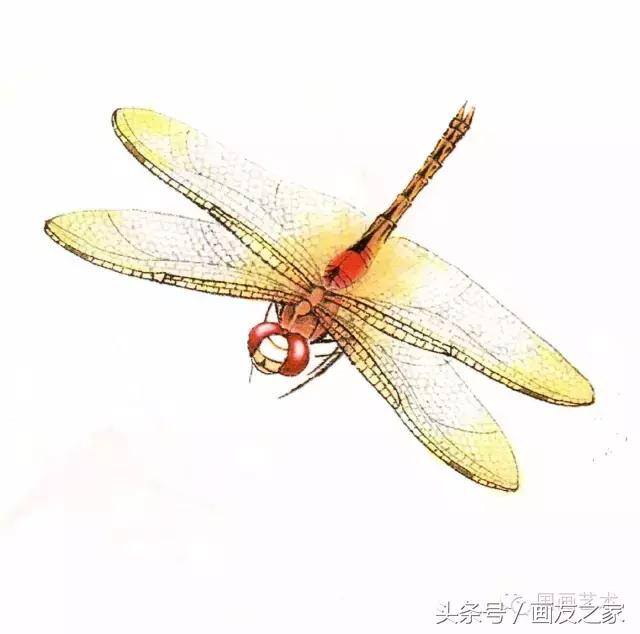 画蜻蜓又简单又漂亮（蜻蜓工笔画法步骤）