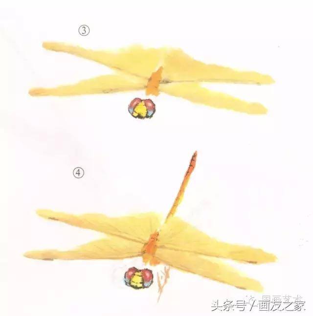画蜻蜓又简单又漂亮（蜻蜓工笔画法步骤）
