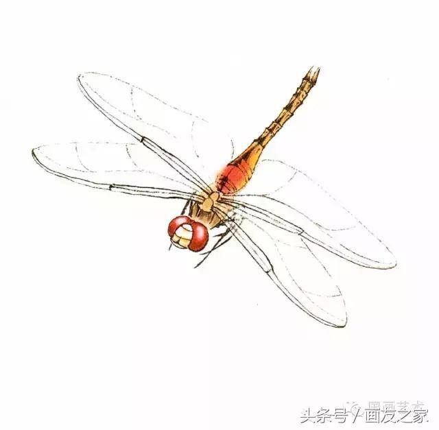 画蜻蜓又简单又漂亮（蜻蜓工笔画法步骤）