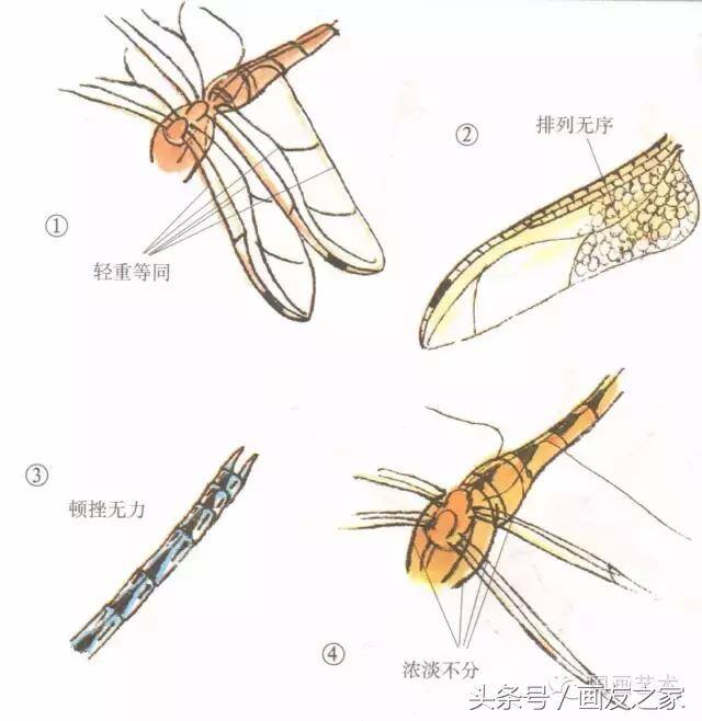 画蜻蜓又简单又漂亮（蜻蜓工笔画法步骤）