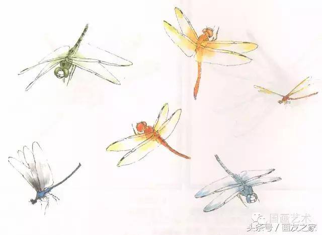 画蜻蜓又简单又漂亮（蜻蜓工笔画法步骤）