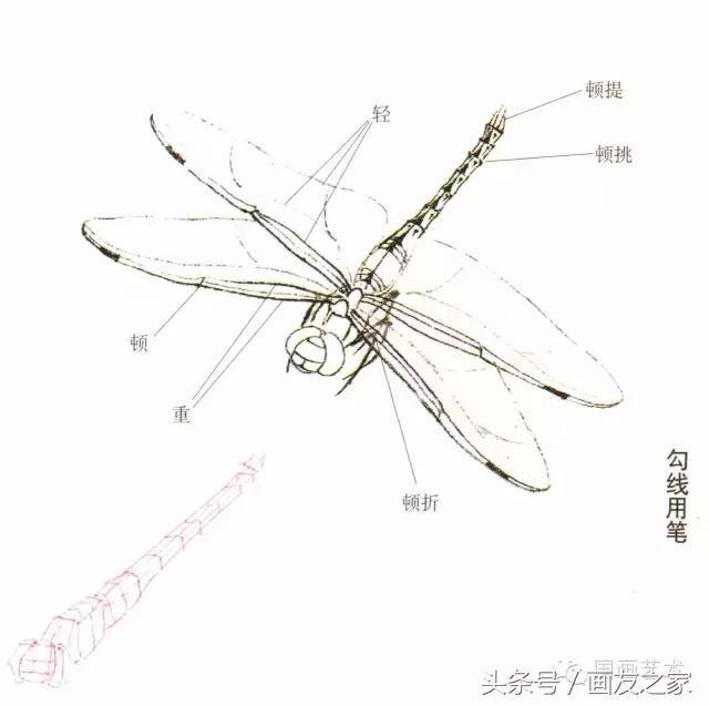 画蜻蜓又简单又漂亮（蜻蜓工笔画法步骤）