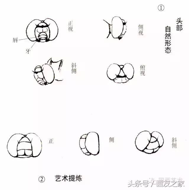 画蜻蜓又简单又漂亮（蜻蜓工笔画法步骤）