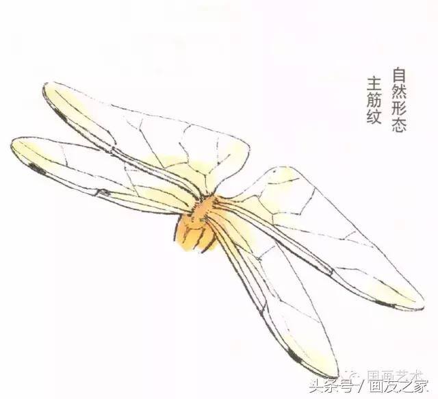 画蜻蜓又简单又漂亮（蜻蜓工笔画法步骤）