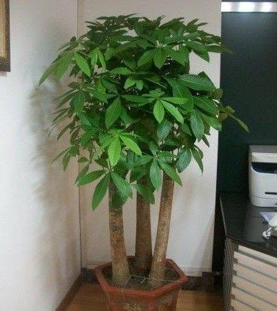 发财树摆放十大忌讳（发财树摆放有讲究，这几个地方最好不要养！）