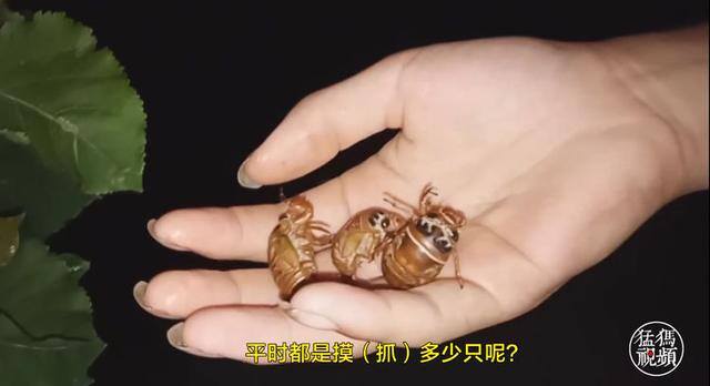 初中生怎么在手机上赚钱（初中生天天出来“摸”知了，三个才挣一块钱）