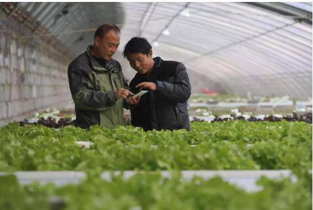 种菜赚钱（庐江农民种菜创业，一年获利二十多万元！）
