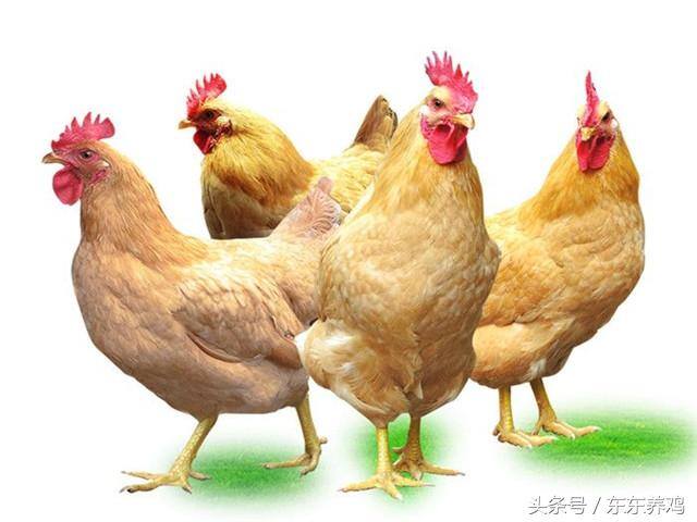 养鸡1000只需投资多少（一千只鸡的投资成本是多少？）