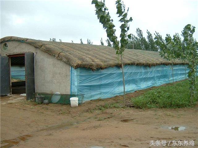养鸡1000只需投资多少（一千只鸡的投资成本是多少？）