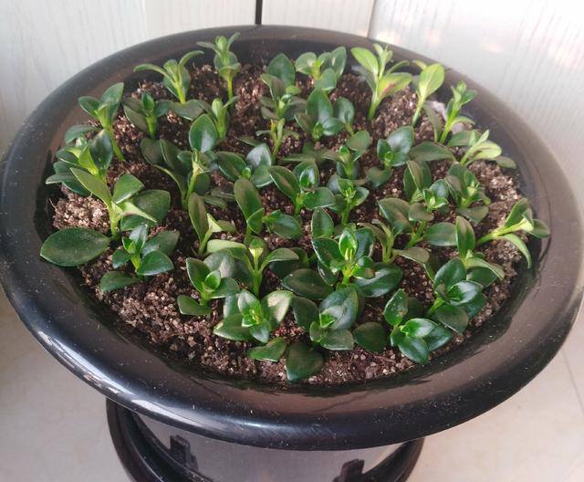 风水十大吉祥花（家里养这几种花卉，寓意着财运到金玉满堂，日进斗金，堆金如玉）