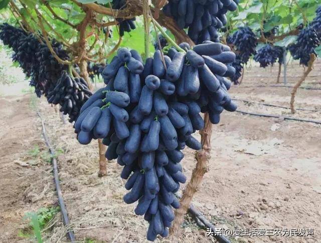 致富好项目（在家种植什么能赚钱？）