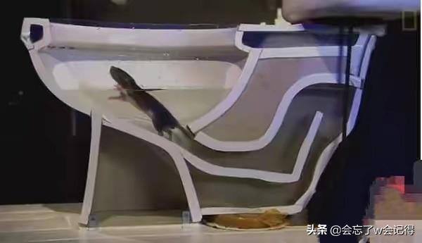 老鼠会从下水道爬到家里吗（老鼠怎么从下水道到达你家？）