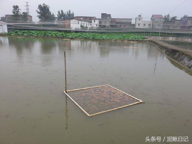 养泥鳅赚钱（养殖泥鳅如何计划才能降低风险，更容易赚钱？）