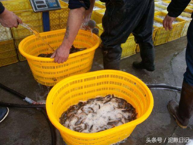 养泥鳅赚钱（养殖泥鳅如何计划才能降低风险，更容易赚钱？）