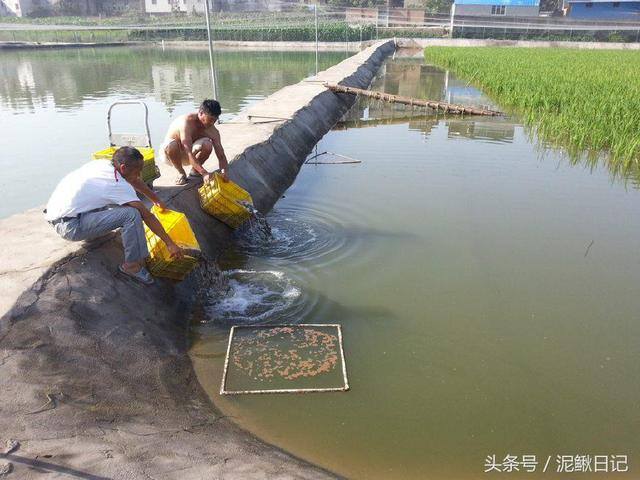 养泥鳅赚钱（养殖泥鳅如何计划才能降低风险，更容易赚钱？）