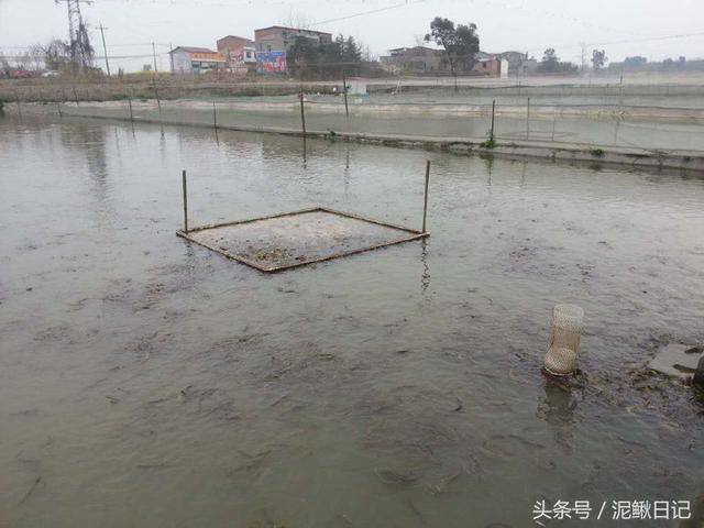 养泥鳅赚钱（养殖泥鳅如何计划才能降低风险，更容易赚钱？）