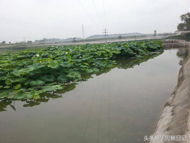 养泥鳅赚钱（养殖泥鳅如何计划才能降低风险，更容易赚钱？）