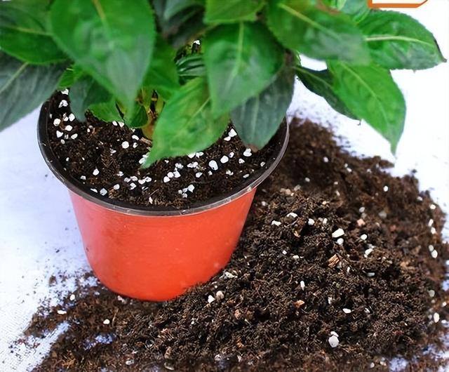 怎么种菜（阳台种菜很简单，只要试着3个步骤，长得肥厚油绿，想吃就摘）