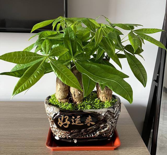 发财树放在家里哪个位置好（发财树的养护方位）
