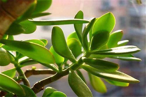 最好养的10种兰花（阳台上适合养什么花？）
