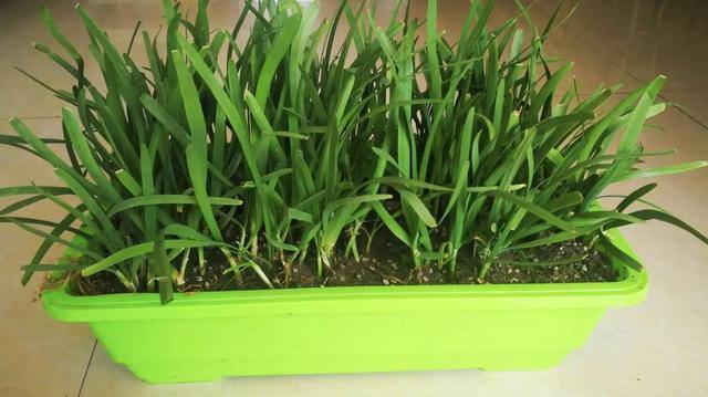 室内种植致富项目（室内适合种植什么蔬菜？）