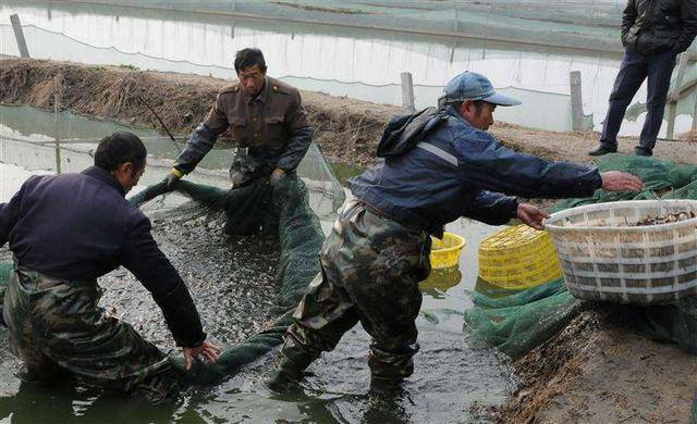 养一亩泥鳅能挣多少钱（泥鳅养殖的成本和利润分析）