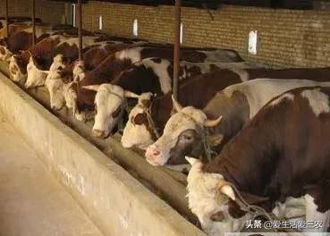 养牛的利润与成本（育肥牛的成本与利润）