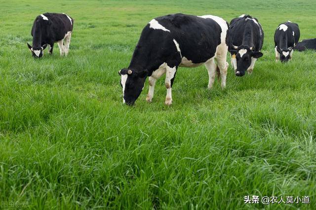 现在养牛前景如何（在农村养牛好不好？）