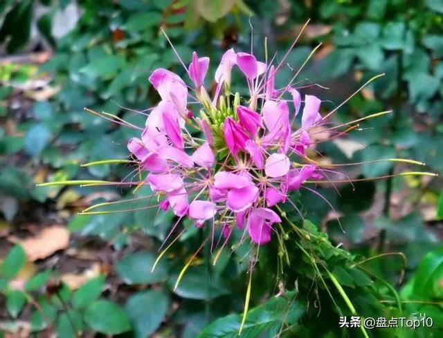 目前种植什么好（草花品种大盘点）