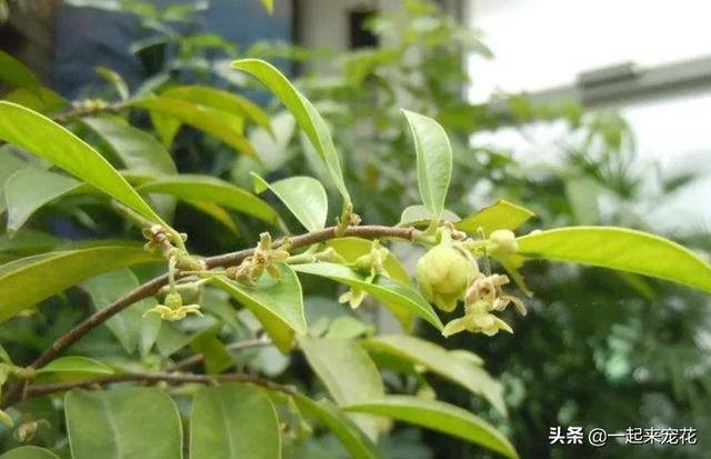 家门口种什么植物风水好又旺财（家门口种4种“旺宅树”，好养好看还有好兆头）