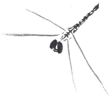 画蜻蜓又简单又漂亮（蜻蜓的基本画法蝗虫的基本画法）