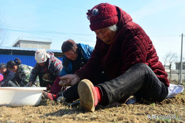 现在种植什么药材最赚钱（种植中药材赚钱吗？）