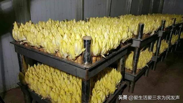 致富好项目（在家种植什么能赚钱？）