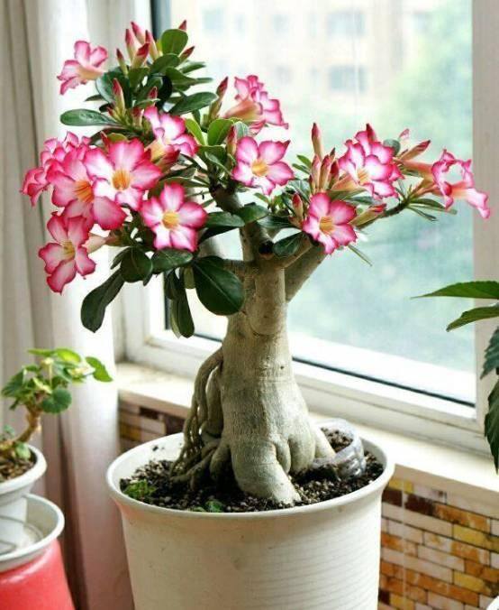 最好养的10种兰花（阳台上适合养什么花？）