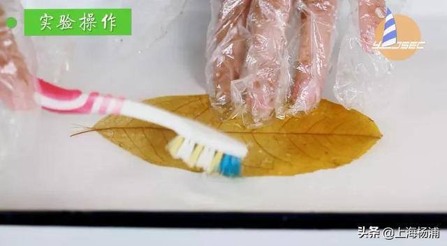 用废旧物品做手工简单又漂亮（手把手教你做“叶脉书签”）