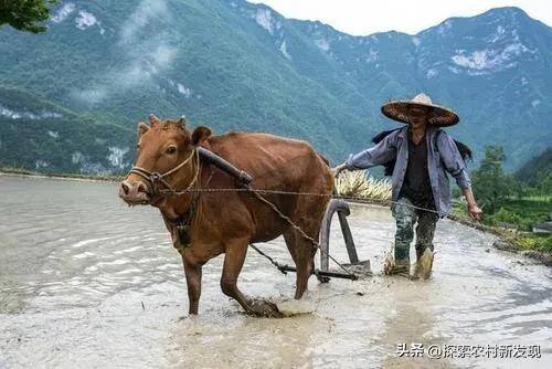 农村现在做什么能致富（现在农村能赚钱的方法，或许跟很多地方一样）