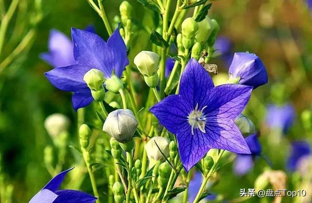 目前种植什么好（草花品种大盘点）