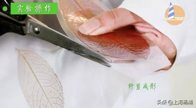 用废旧物品做手工简单又漂亮（手把手教你做“叶脉书签”）