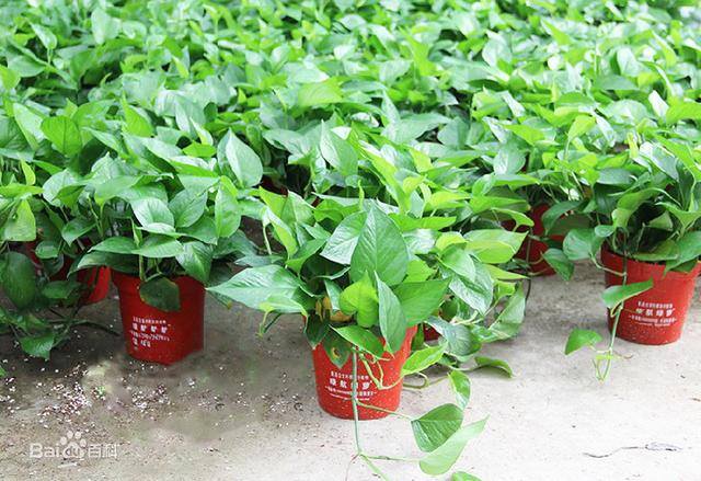 家里适合养什么植物对家庭比较好（家里适合养什么植物？）