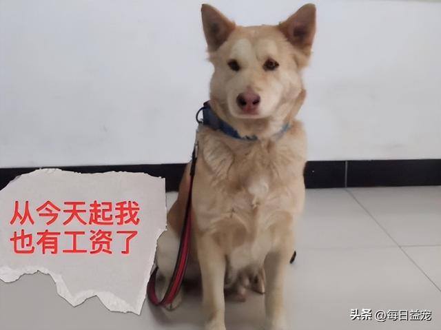 养多少狗一年赚二十万（工厂老员工月入过万，狗狗被拴屋外14年）