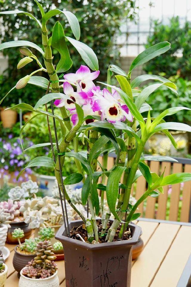 最好养的10种兰花（阳台上适合养什么花？）