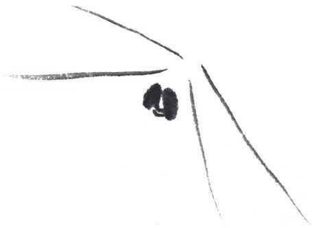 画蜻蜓又简单又漂亮（蜻蜓的基本画法蝗虫的基本画法）
