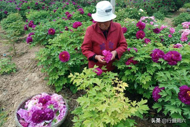 手工活300一天在家做（杜大爷家的牡丹园）