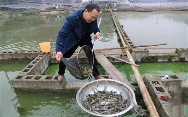 一万块钱能养殖什么（在农村养殖什么项目比较有“钱途”）